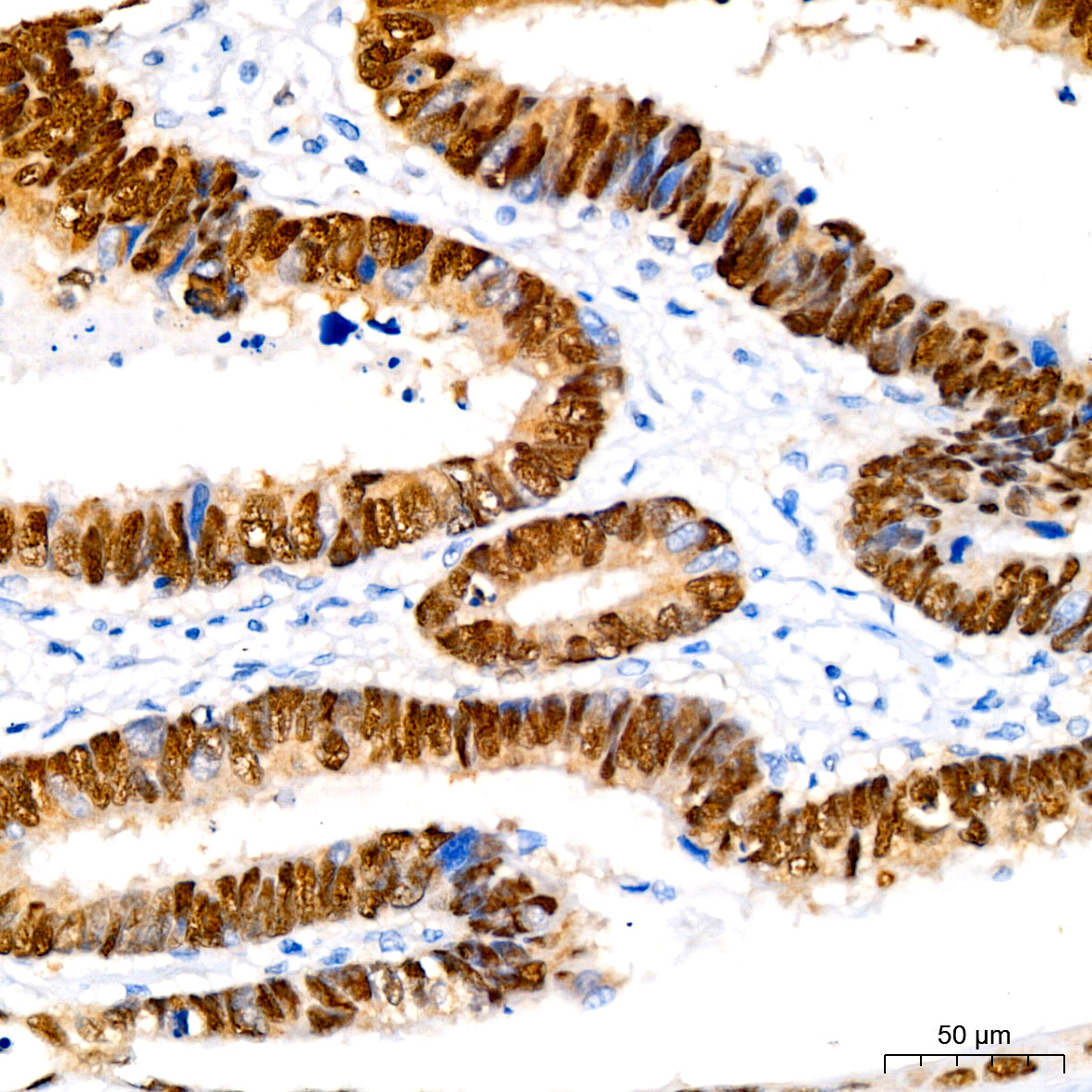 SOX9 Rabbit monoclonal antibody