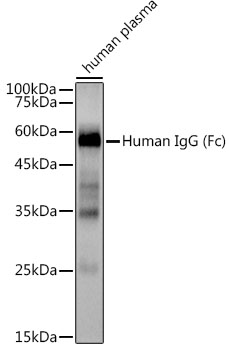 Human IgG Rabbit monoclonal antibody