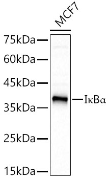IK KappaBA Alpha Rabbit monoclonal antibody