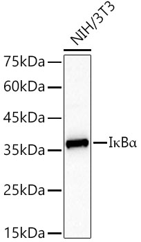 IK KappaBA Alpha Rabbit monoclonal antibody