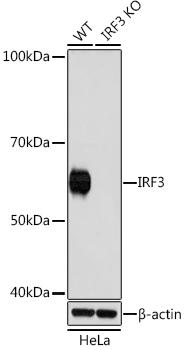 [KO Validated] IRF3 Rabbit monoclonal antibody