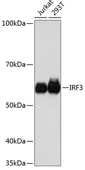 [KO Validated] IRF3 Rabbit monoclonal antibody