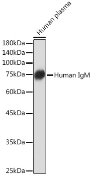 Human IgM Rabbit monoclonal antibody