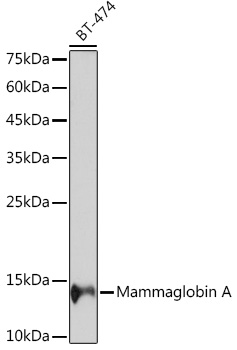 Mammaglobin A Rabbit monoclonal antibody