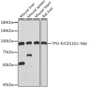TPO-R/CD110/c-Mpl Rabbit monoclonal antibody