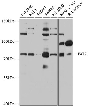 EXT2 Rabbit polyclonal antibody