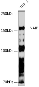 NAIP Rabbit monoclonal antibody