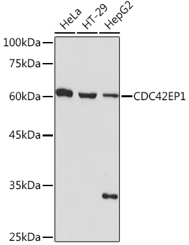 CDC42EP1 Rabbit monoclonal antibody