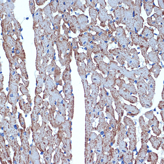 CDC42EP1 Rabbit monoclonal antibody
