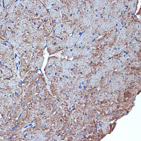CDC42EP1 Rabbit monoclonal antibody