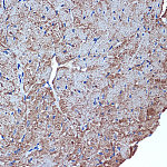 Western blot - CDC42EP1 Rabbit mAb (A19731)
