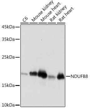 NDUFB8 Rabbit monoclonal antibody