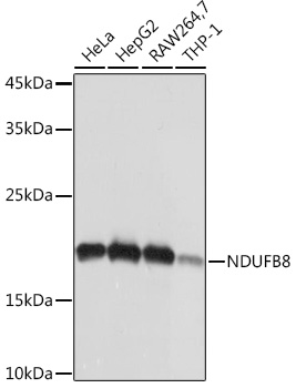NDUFB8 Rabbit monoclonal antibody