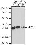 Western blot - NKX3.1 Rabbit mAb (A19734)