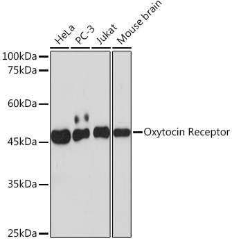 Oxytocin Receptor Rabbit monoclonal antibody