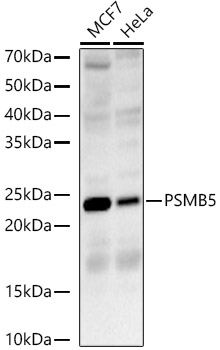 PSMB5 Rabbit polyclonal antibody