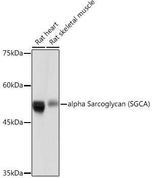 alpha Sarcoglycan (SGCA) Rabbit monoclonal antibody