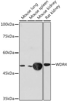 WDR4 Rabbit monoclonal antibody