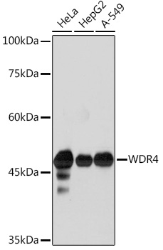WDR4 Rabbit monoclonal antibody