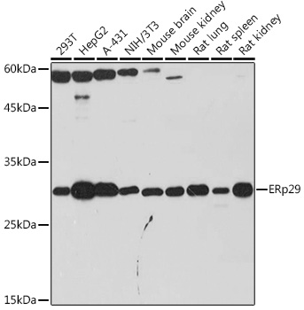 ERp29 Rabbit monoclonal antibody
