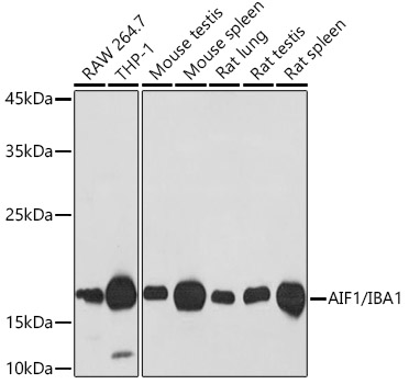 AIF1/IBA1 Rabbit monoclonal antibody