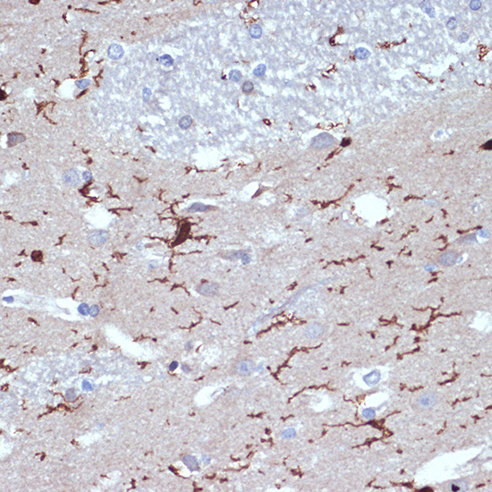 AIF1/IBA1 Rabbit monoclonal antibody
