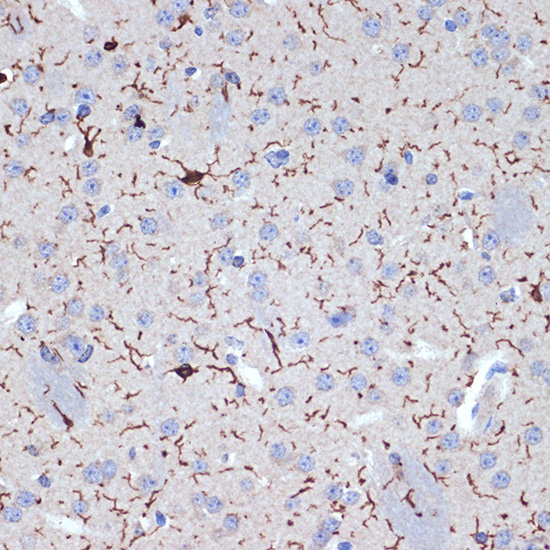AIF1/IBA1 Rabbit monoclonal antibody