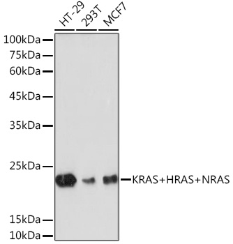 KRAS+HRAS+NRAS Rabbit monoclonal antibody
