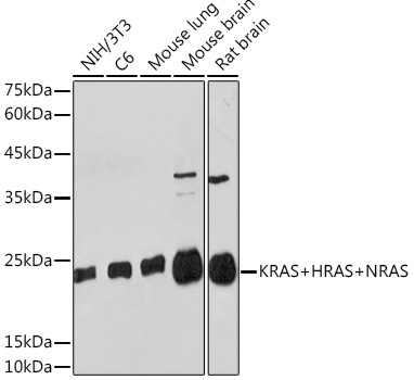 KRAS+HRAS+NRAS Rabbit monoclonal antibody