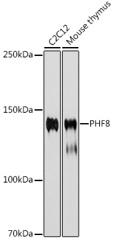 PHF8 Rabbit monoclonal antibody