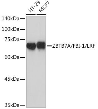 ZBTB7A/FBI-1/LRF Rabbit monoclonal antibody