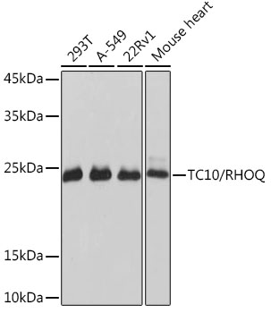 TC10/RHOQ Rabbit monoclonal antibody