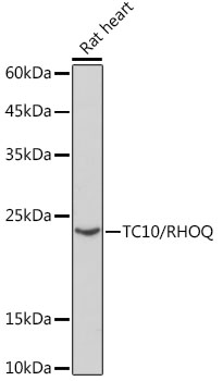 TC10/RHOQ Rabbit monoclonal antibody