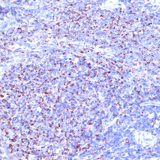 TC10/RHOQ Rabbit monoclonal antibody