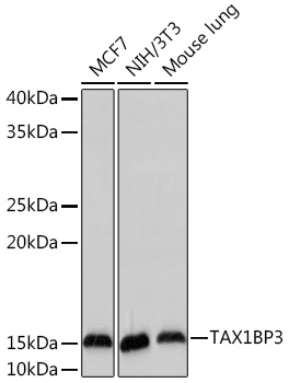 TAX1BP3 Rabbit monoclonal antibody