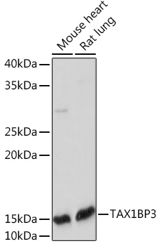 TAX1BP3 Rabbit monoclonal antibody