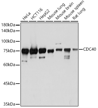 CDC40 Rabbit monoclonal antibody