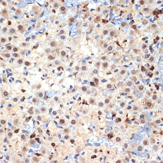 CDC40 Rabbit monoclonal antibody