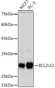 BCL2L12 Rabbit monoclonal antibody