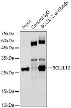 BCL2L12 Rabbit monoclonal antibody