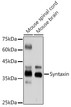 Syntaxin Rabbit monoclonal antibody