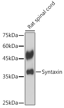 Syntaxin Rabbit monoclonal antibody
