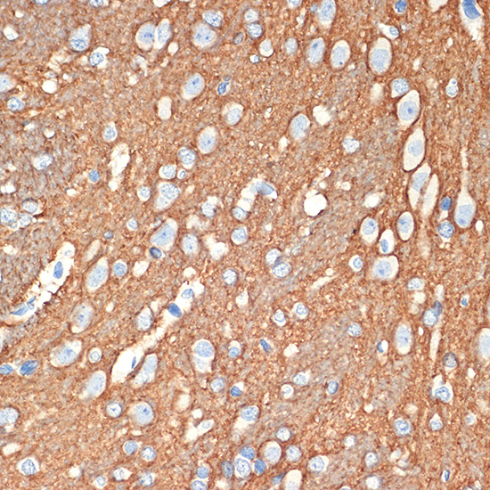 Syntaxin Rabbit monoclonal antibody