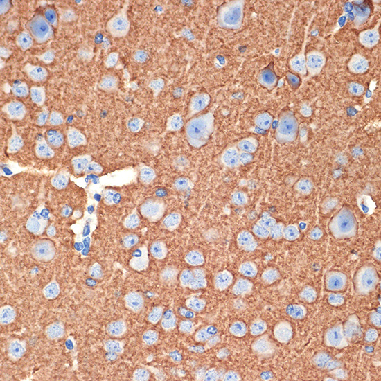 Syntaxin Rabbit monoclonal antibody