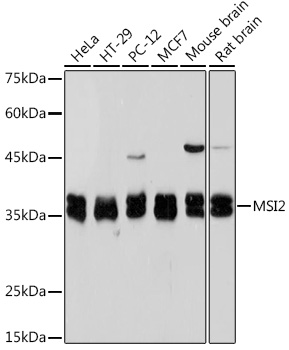 Musashi-2 (MSI2) Rabbit monoclonal antibody