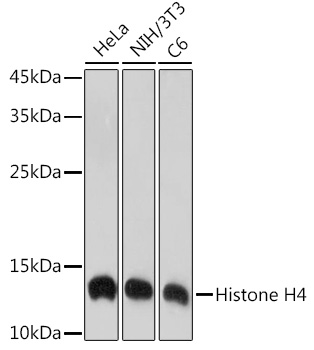 Histone H4 Rabbit monoclonal antibody
