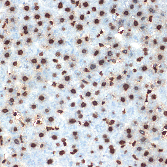 Histone H4 Rabbit monoclonal antibody