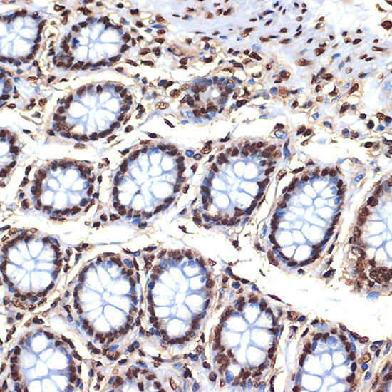 Histone H4 Rabbit monoclonal antibody