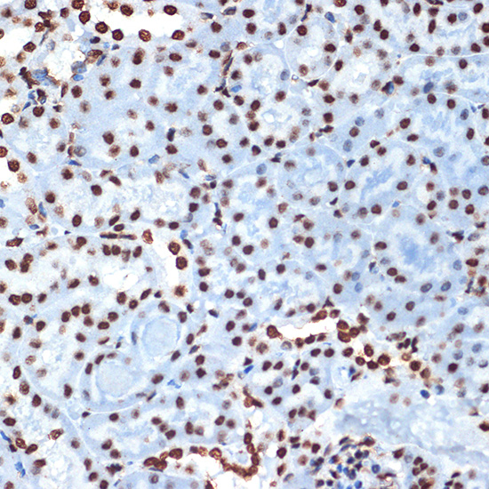 Histone H4 Rabbit monoclonal antibody