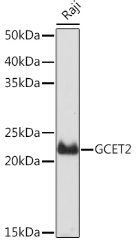 GCET2 Rabbit monoclonal antibody